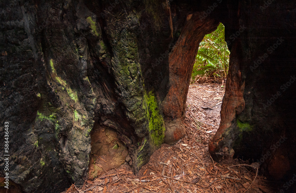 Fototapeta premium Towering Redwoods at Redwood National Park