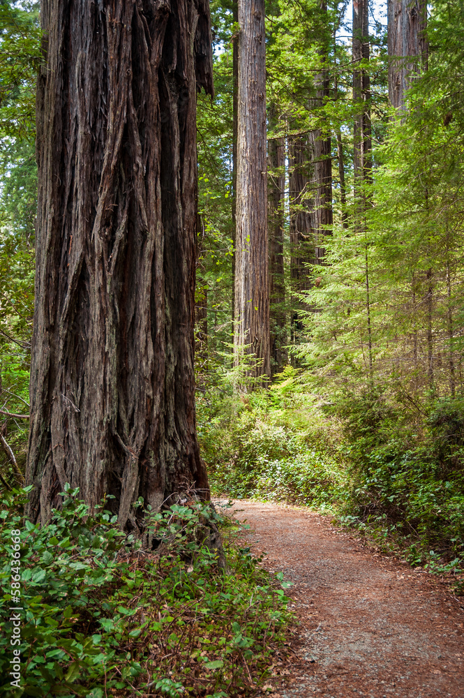 Fototapeta premium Hiking Trail at Redwood National Park
