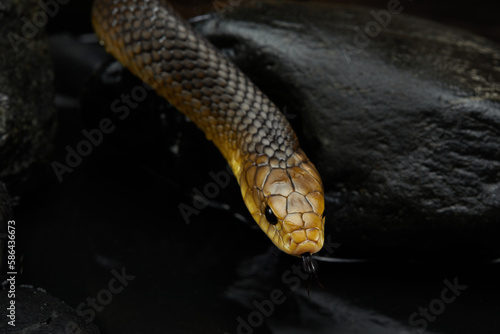 yellow Drymarchon on the black background of cameos, fog. snake art  photo