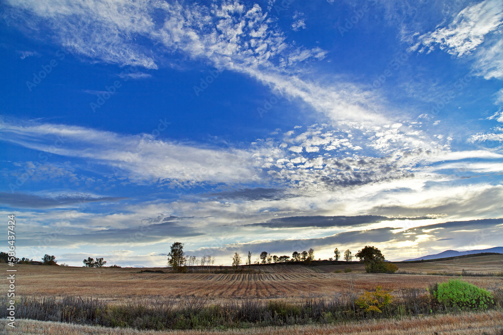 Obraz premium 夕暮れ時の雲と並木（美瑛町）