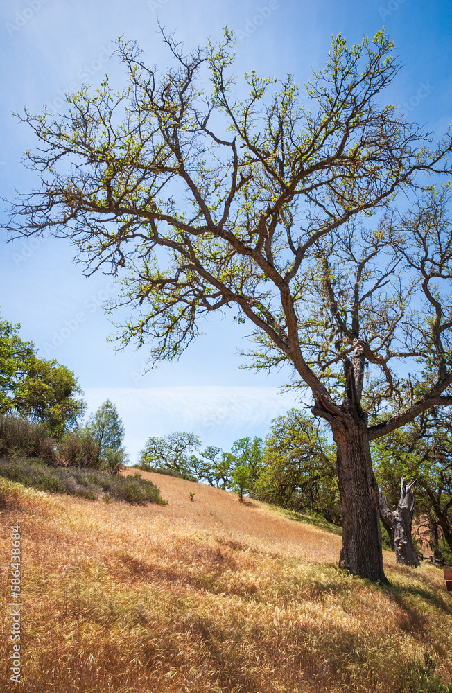 Summer Plants and Trees at Pinnacles National Park Summer Plants and Trees at Pinnacles National Park