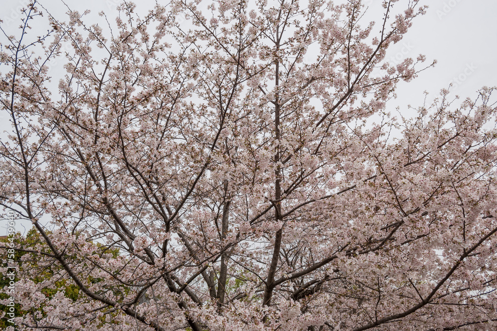 満開の桜 満開の桜