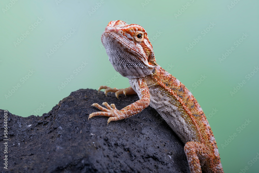 Fototapeta premium Bearded dragon hanging on a tree 