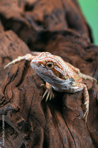 Bearded dragon hanging on a tree

