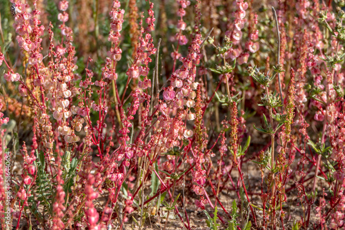 Pink flowers of a flowering plant Sheep Sorrel Rumex acetosella