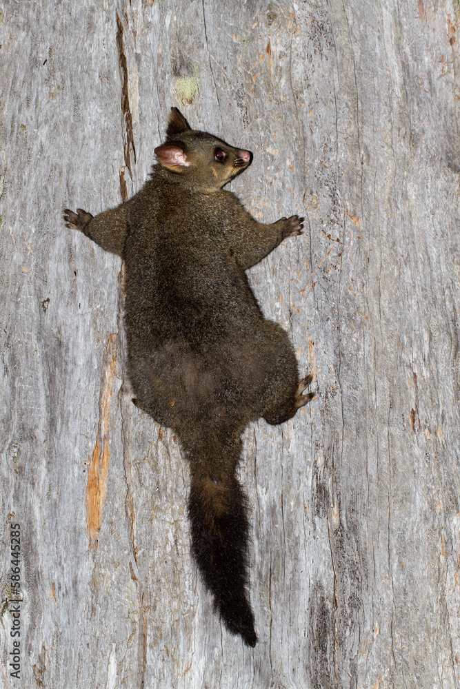 Common Brush-tailed Possum climbing ;arge Eucalypt Tree in Tasmanian Forest