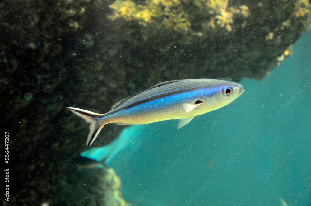 Fototapeta premium クマササハナムロ