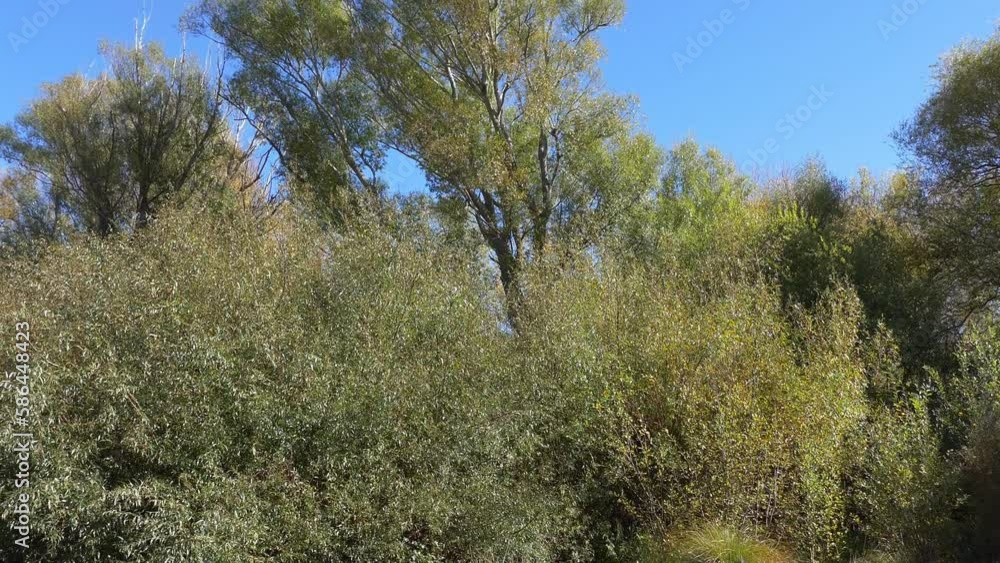 Upward tilt towards willow trees starting to display changing colors in early-Autumn (Ararira-LII River, Selwyn District, New Zealand) Upward tilt towards willow trees starting to display changing colors in early-Autumn (Ararira-LII River, Selwyn District, New Zealand)
