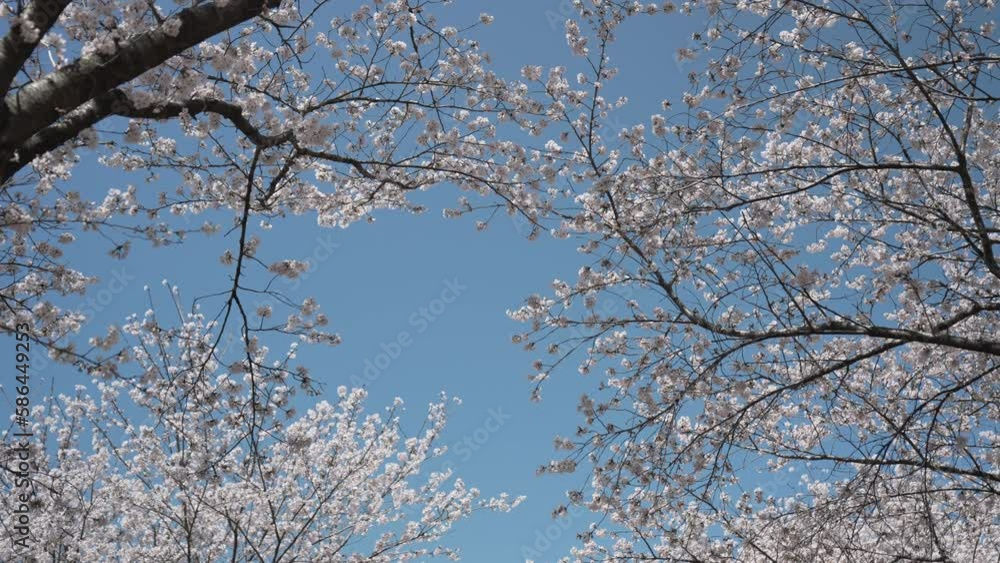 4k 벚꽃 나무 슬로우 모션 cherry blossom slow motion 4k 벚꽃 나무 슬로우 모션 cherry blossom slow motion