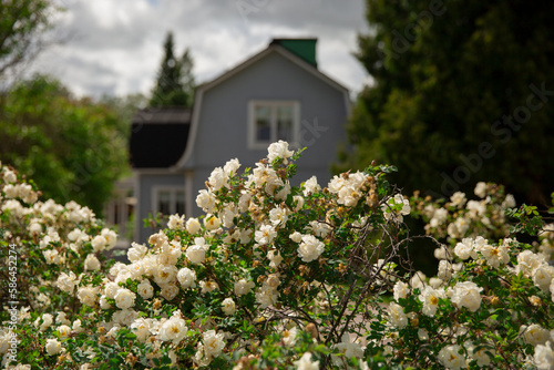 White rose bush in front of a rustic grey house on a cloudy day