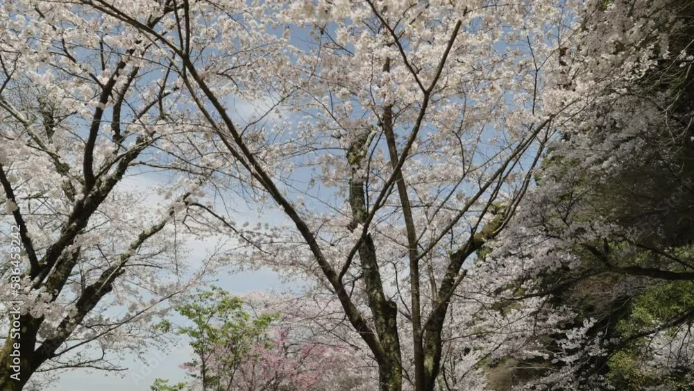 満開の桜の花 : 京都 哲学の道 満開の桜の花 : 京都 哲学の道