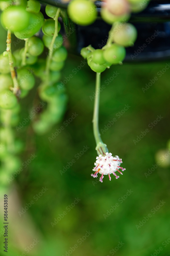 A string of pearl flower hangs down from its pot A string of pearl flower hangs down from its pot
