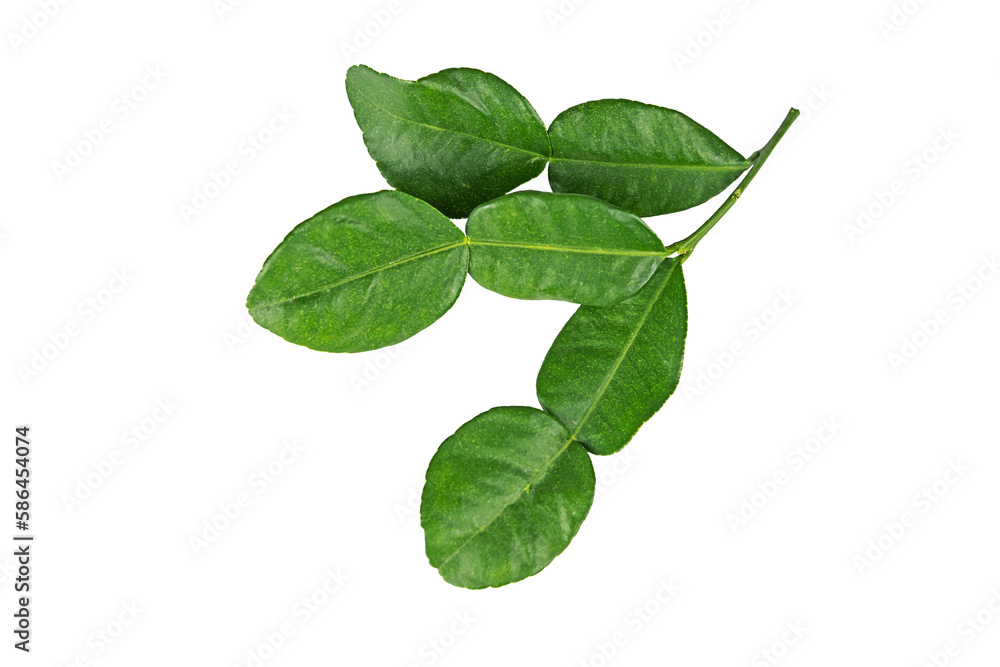Leaf of bergamot. Leaf of bergamot.