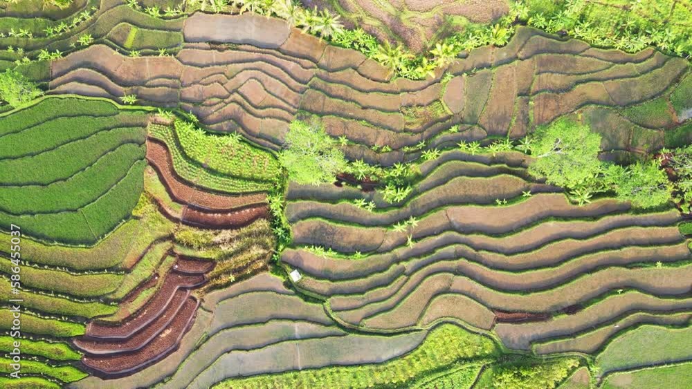 Top down view of watery rice fields. Watery rice field of early paddy