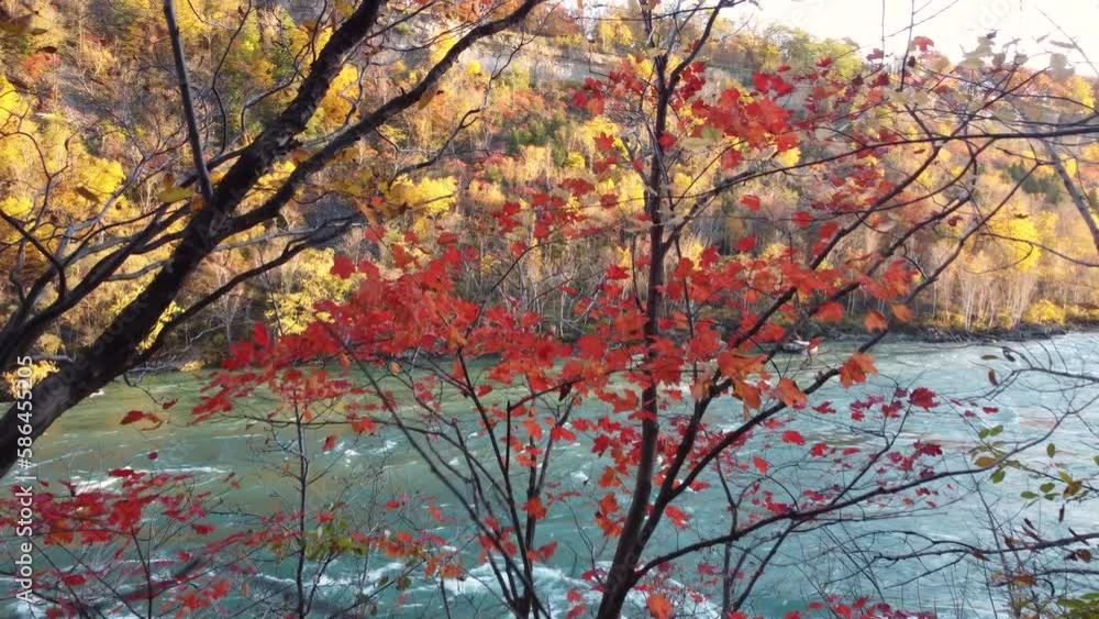 Drone flying among colorful leaves tree branches towards scenic river in the Killbear Provincial park, Canada