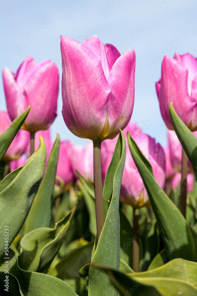 Pink tulips blooming in a field during spring Pink tulips blooming in a field during spring