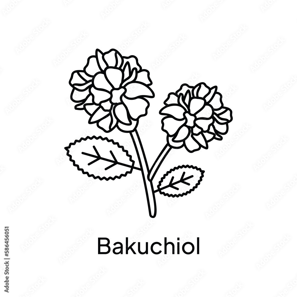 Bakuchiol Herb Flower Illustration Design