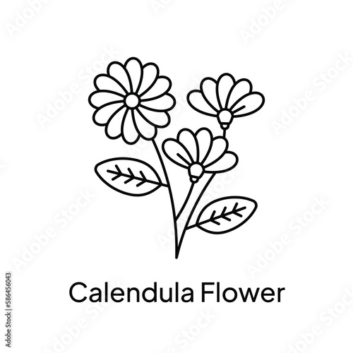 Calendula Flower Nature Plant Ingredient Illustration Design
