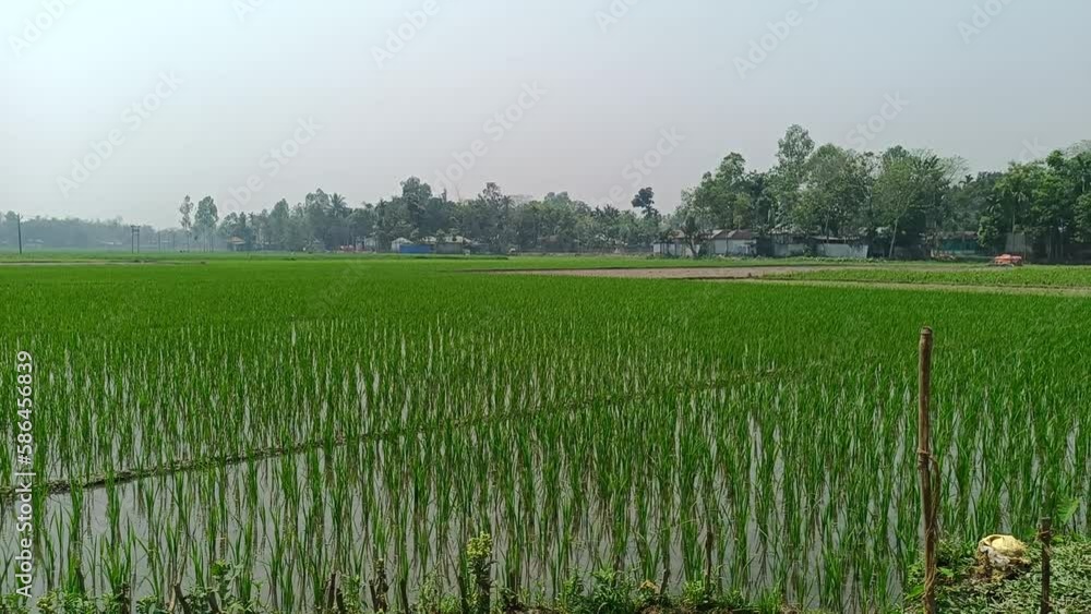 rice field in the morning rice field in the morning