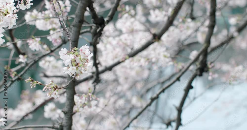 川にすだれるように咲き川面に反射して写る風に吹かれる満開の桜の花 花見・春・入学・入社・卒業・新生活のイメージ 川にすだれるように咲き川面に反射して写る風に吹かれる満開の桜の花 花見・春・入学・入社・卒業・新生活のイメージ