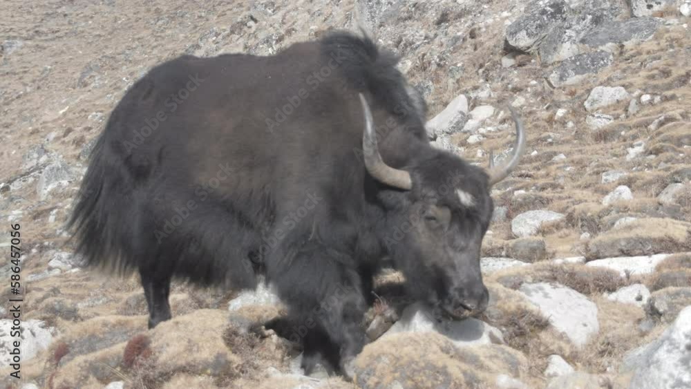 Couple of big grey and black male yaks walking towards their food on the way to Everest Base camp, Nepal. Couple of big grey and black male yaks walking towards their food on the way to Everest Base camp, Nepal.
