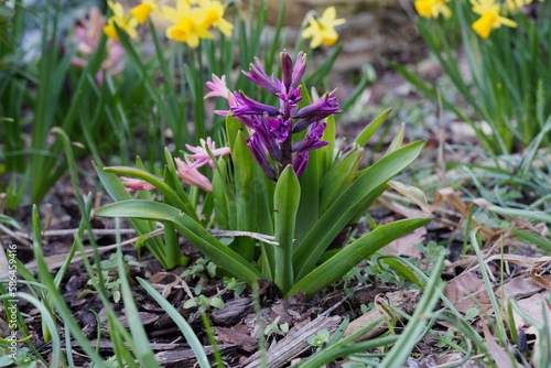 Hyacinthus orientalis.Hyacinths in a spring meadow with daffodils in the background