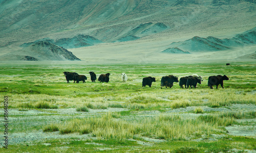 Natural landscape of grazing yak , Mongolia. photo