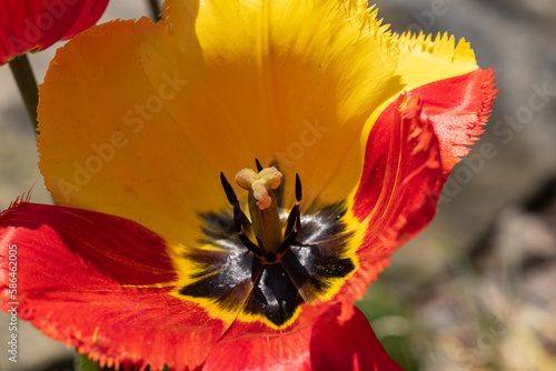 Yellow and red tulip flower blooming in a garden photo