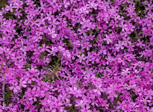 lilac aubrieta deltoidea flowers in the garden.