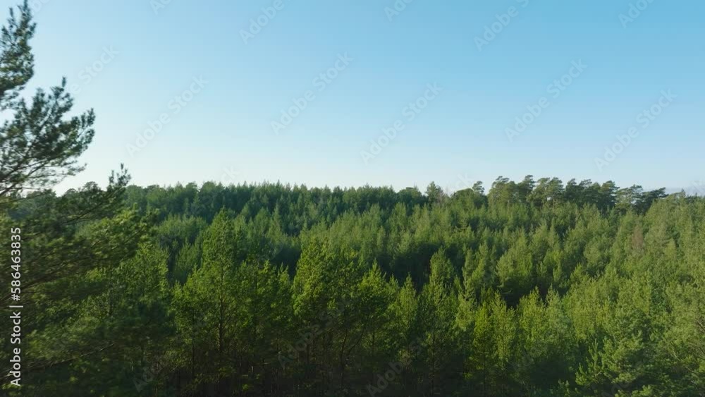 Aerial flying over an endless coniferous forest on a picturesque sunny day, shot from above the vast spruce thickets, countless tree canopies, Pusenu hill, Nordic woodland, drone shot moving forward Aerial flying over an endless coniferous forest on a picturesque sunny day, shot from above the vast spruce thickets, countless tree canopies, Pusenu hill, Nordic woodland, drone shot moving forward