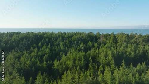 Aerial flying over an endless coniferous forest on a picturesque sunny day, shot from above the vast spruce thickets, countless tree canopies, Pusenu hill, Nordic woodland, drone shot moving forward photo