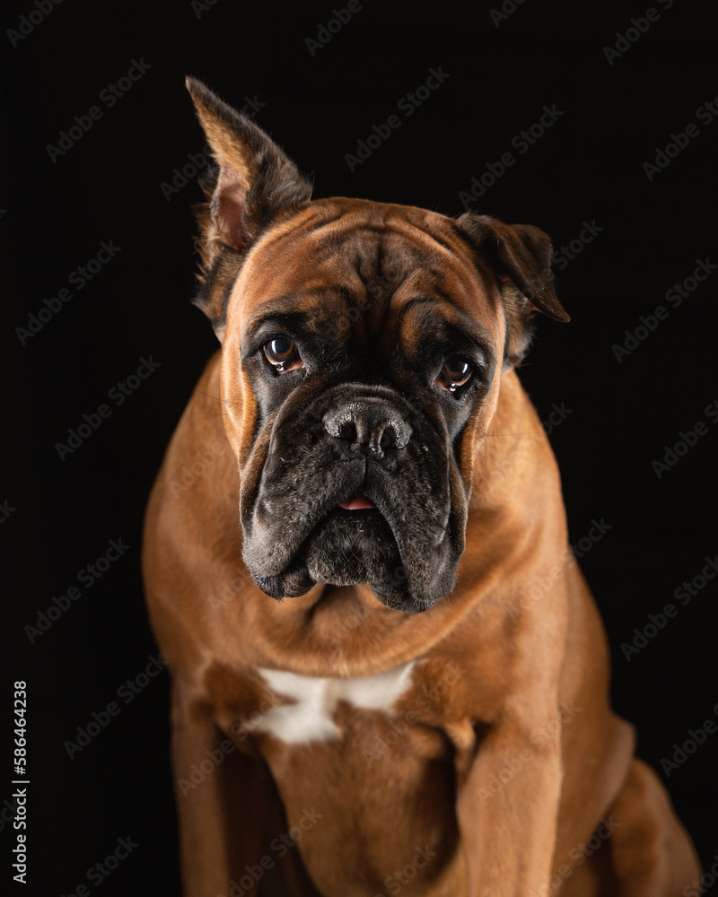 portrait of a German boxer breed dog on a black background