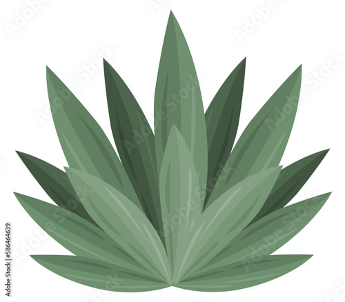 Plant agave maguey concept plant nature mexican tequila drink photo