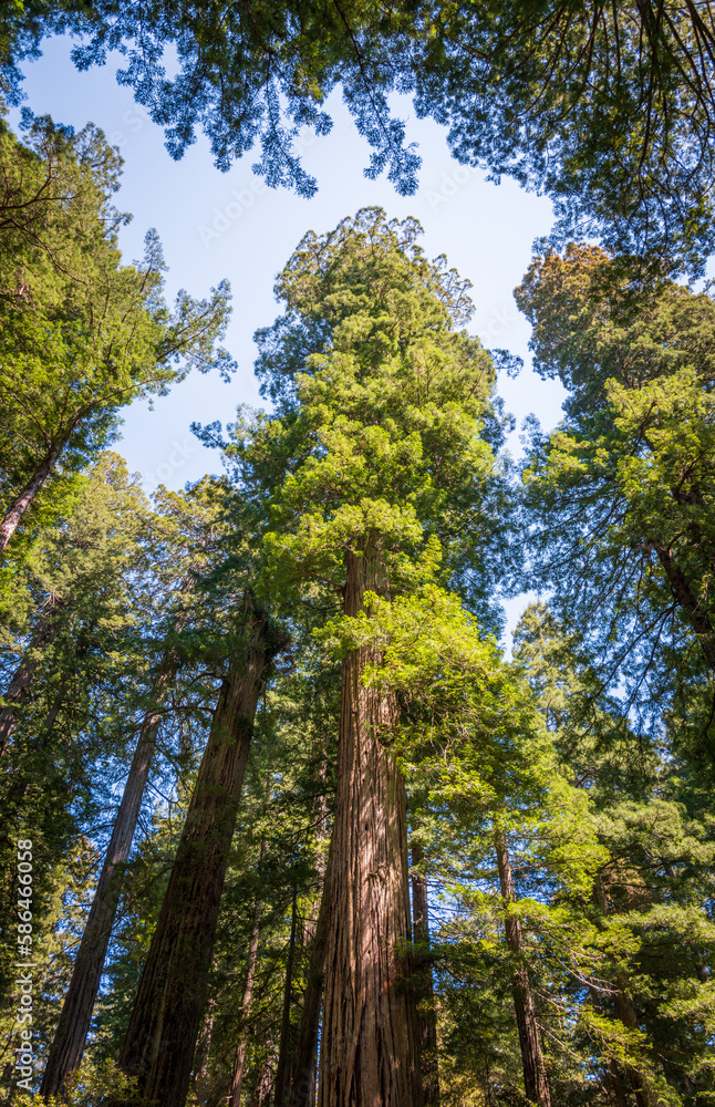 Towering Redwoods at Redwood National Park Towering Redwoods at Redwood National Park