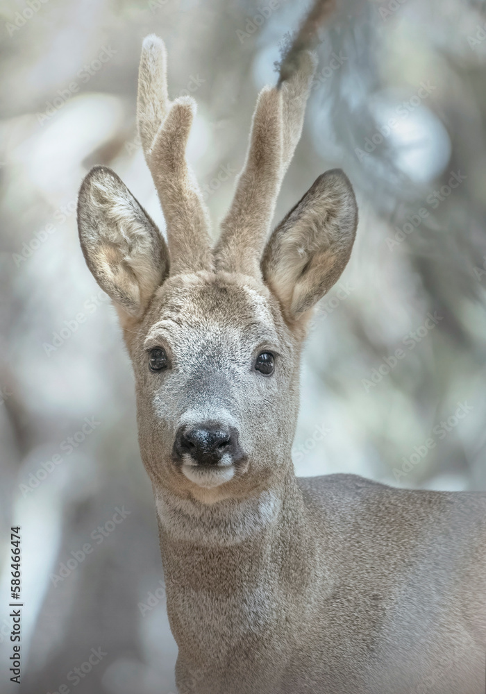 Close up portrait of European male roe deer (Capreolus capreolus) with velvet antlers and winter fur, Italian Alps, March. - Adorable animals concept.