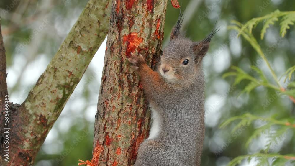 red squirrel animal perched in tree alert turn head sciurus vulgaris winter scene natural world norway red squirrel animal perched in tree alert turn head sciurus vulgaris winter scene natural world norway