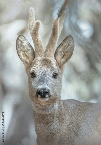 Obraz na płótnie Close up portrait of European male roe deer (Capreolus capreolus) with velvet antlers and winter fur, Italian Alps, March. - Adorable animals concept. w salonie