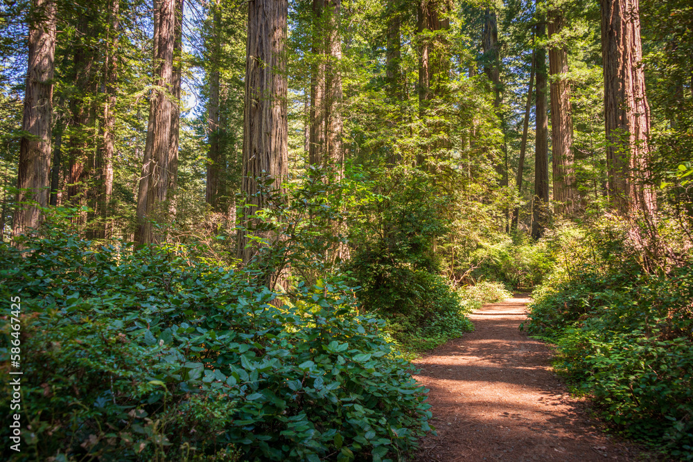 Fototapeta premium Towering Redwoods at Redwood National Park