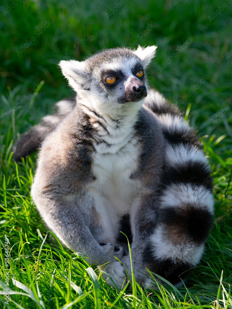 portrait of a lemur on a green background portrait of a lemur on a green background