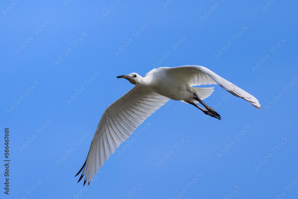 Obraz premium A flying spoonbill on a sunny day in summer