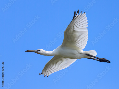 A flying spoonbill on a sunny day in summer