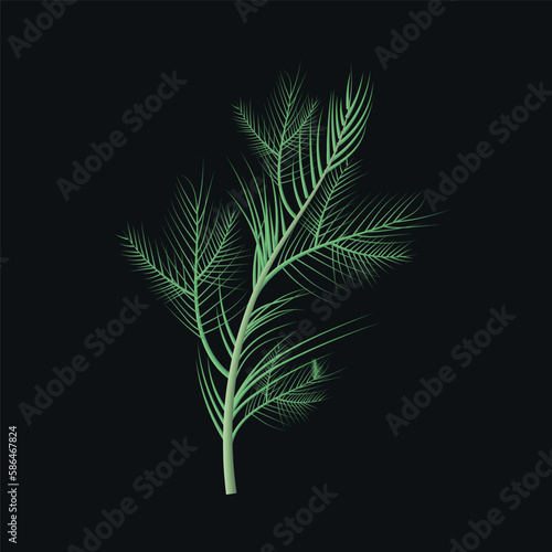Organic dill branch. Cooking greenery ingredient vector realistic illustration