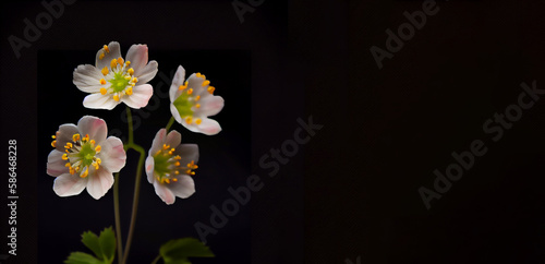 Diphylleia grayi flower in black background generative ai photo