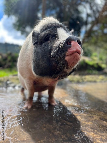 pig on the farm sanctuary  © Nani