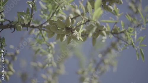 amandes sur branches d'amandiers slowmotion
