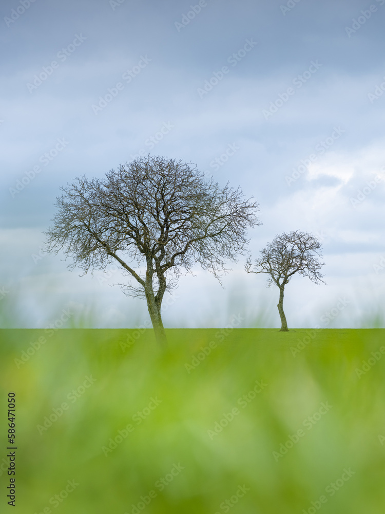 Fototapeta premium La silhouette de deux arbres isolés dans un champ en hiver en bourgogne