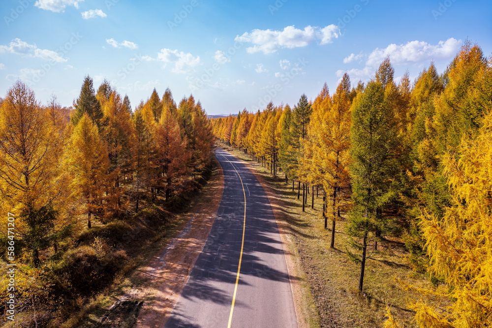 Road highway passes through the forest. Road and pine forest landscape in autumn. Road highway passes through the forest. Road and pine forest landscape in autumn.