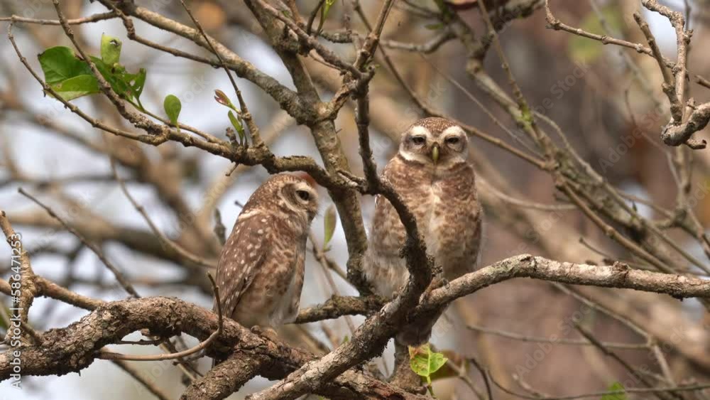 Two spotted owlets perched on a branch in a dead tree watching everything that passes. Two spotted owlets perched on a branch in a dead tree watching everything that passes.