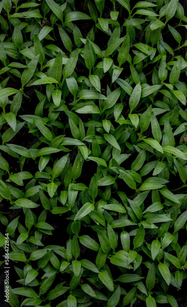 Pepper seedlings in a tray on the windowsill, growing seedlings, close-up. Pepper seedlings in a tray on the windowsill, growing seedlings, close-up.