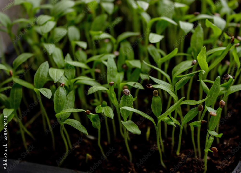 Pepper seedlings in a tray on the windowsill, growing seedlings, close-up. Pepper seedlings in a tray on the windowsill, growing seedlings, close-up.